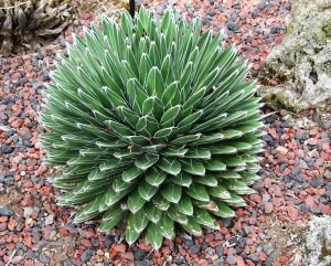 Agave Victoriae Reginae Um Guia Desta Suculenta