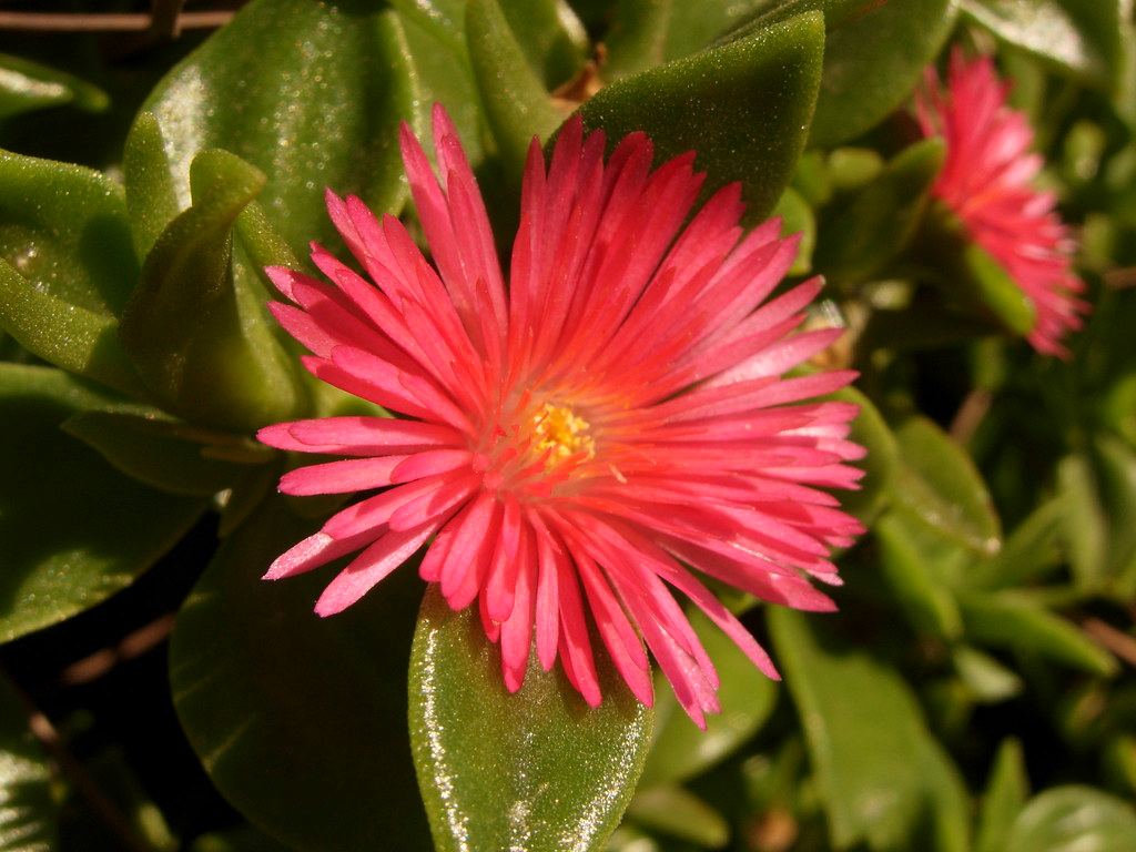 Rosinha de Sol Tudo Sobre Essa Suculenta