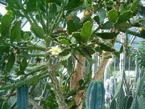 Brasiliopuntia Brasiliensis Um Guia Completo