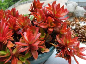 Crassula Capitella Campfire Um Guia Completo