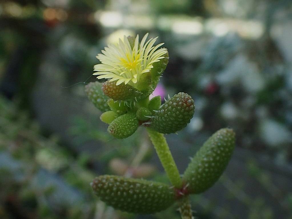 Delosperma Echinatum Tudo Sobre Essa Suculenta