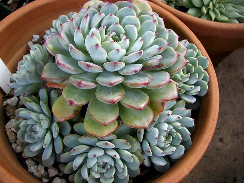 Echeveria Amoena Tudo Sobre Essa Suculenta