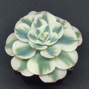 Echeveria Compton Carousel Um Guia Completo