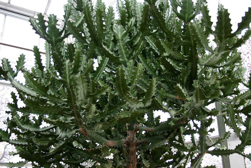 Euphorbia Lactea Guia Completo Desta Suculenta