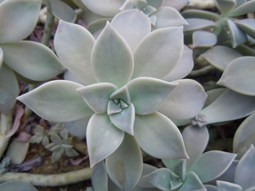 Graptopetalum Paraguayense Um Guia Completo