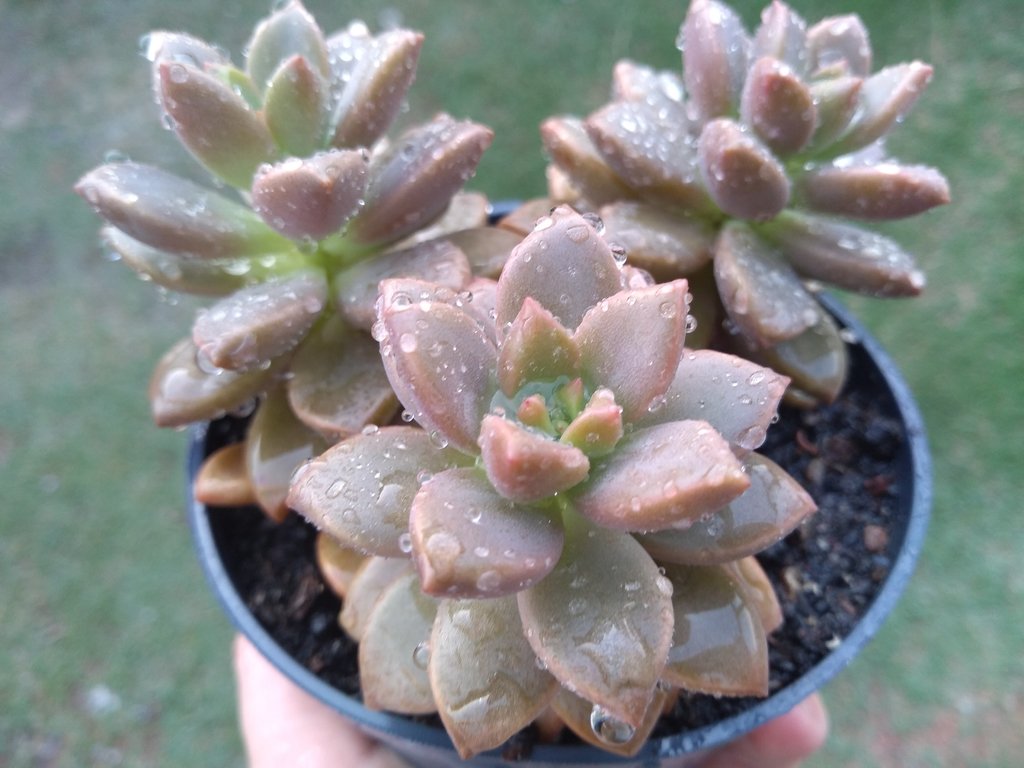 Graptoveria Gilva Tudo Sobre Essa Suculenta