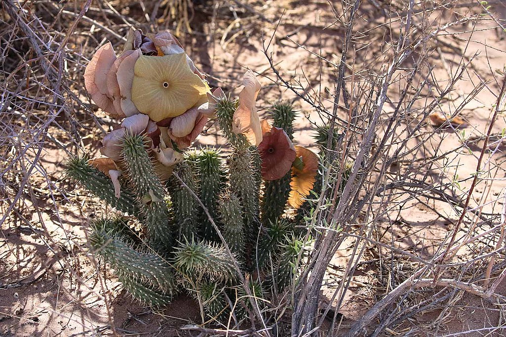 Hoodia Gordonii Guia Completo Desta Suculenta