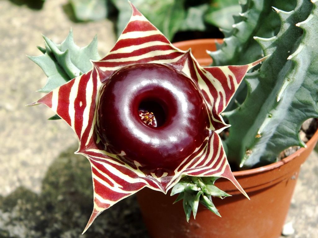 Huernia Zebrina Guia Completo Desta Suculenta