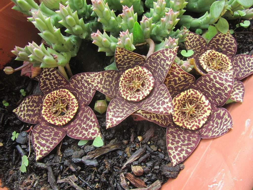 Orbea Variegata