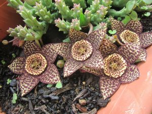 Orbea Variegata Tudo Sobre Essa Suculenta