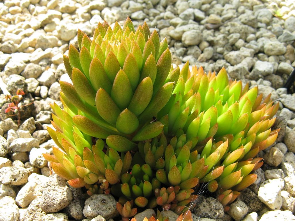 Orostachys Japonica Tudo Sobre Essa Suculenta