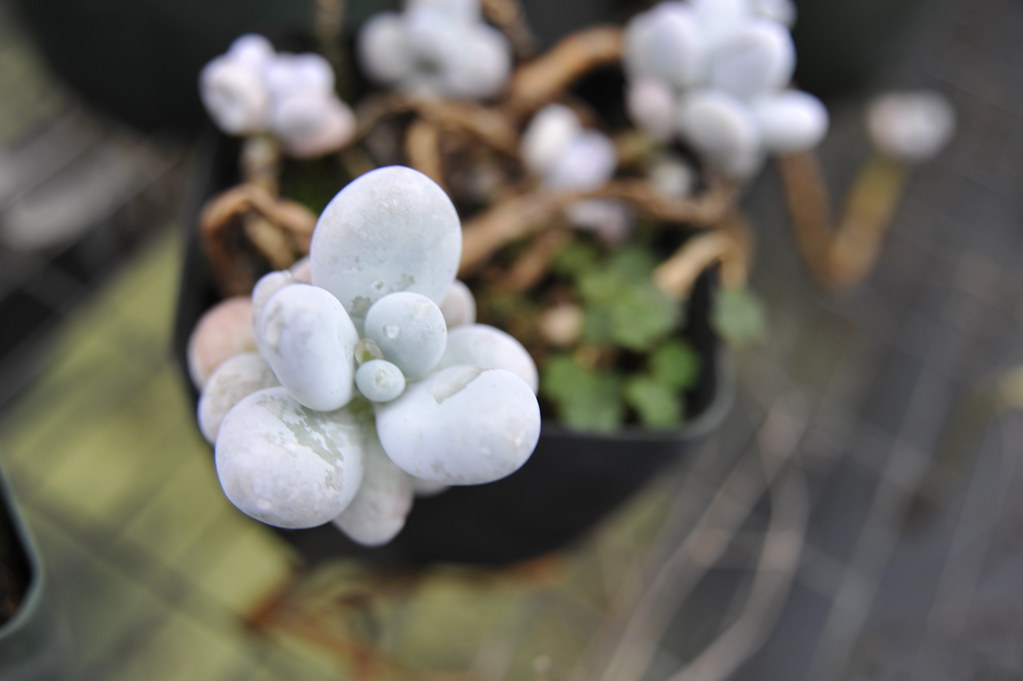 Pachyphytum Oviferum Guia Sobre Essa Suculenta