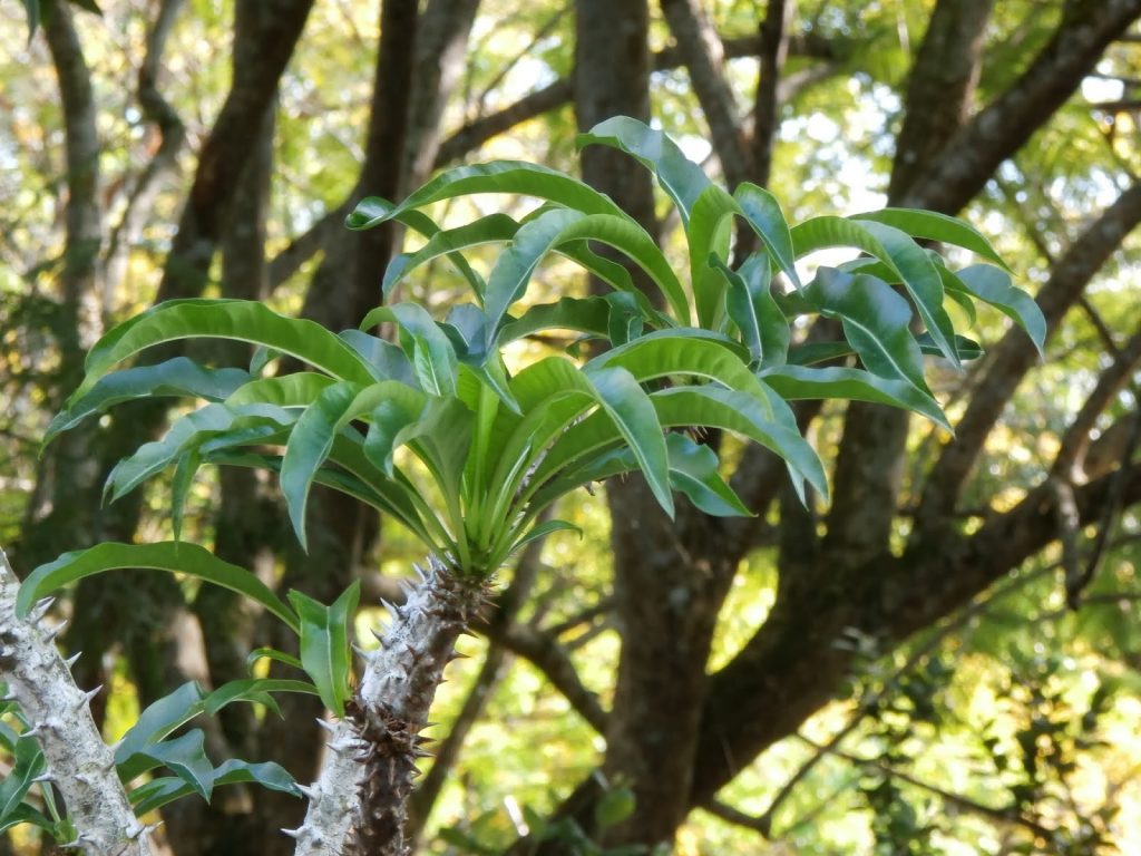 Palmeira de Madagascar Um Guia Desta Suculenta