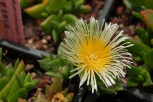 Sceletium Tortuosum Um Guia Desta Suculenta