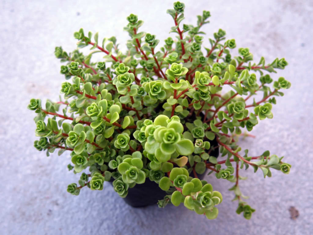 Sedum Makinoi Tudo Sobre Essa Suculenta