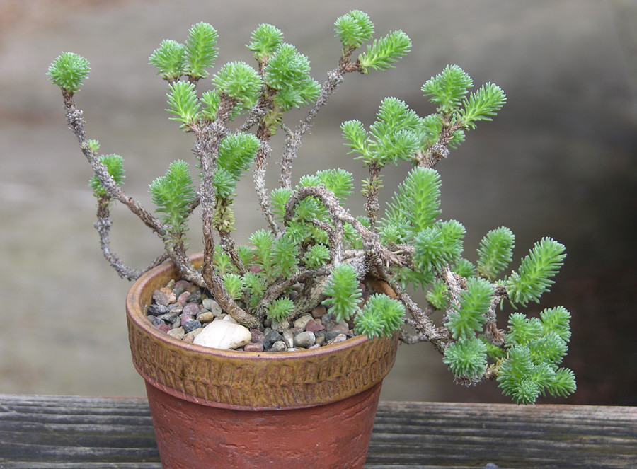 Sedum Multiceps Tudo Sobre Essa Suculenta