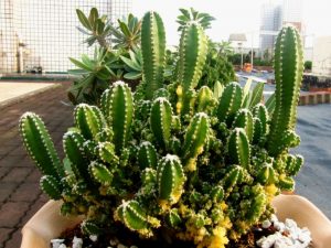 Cacto Castelo de Fada Tudo Sobre Essa Planta