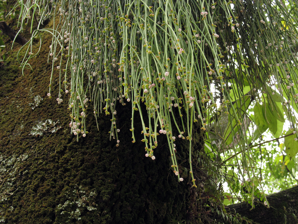 Cacto Macarrão Tudo Sobre Essa Linda Planta