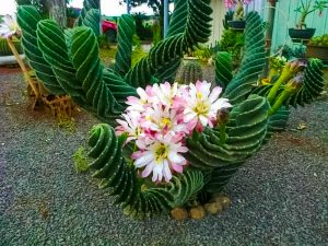 Cacto Parafuso Um Guia Completo Desta Planta