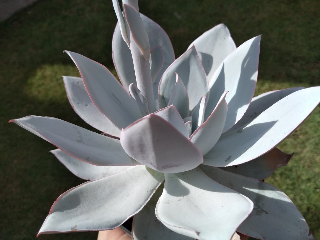 Echeveria Cante Saiba Tudo Sobre Essa Suculenta