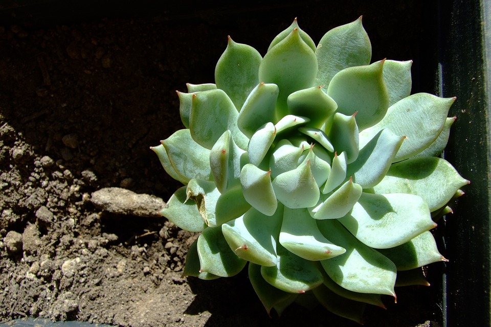 Suculentas de Sombra - Echeveria Lola