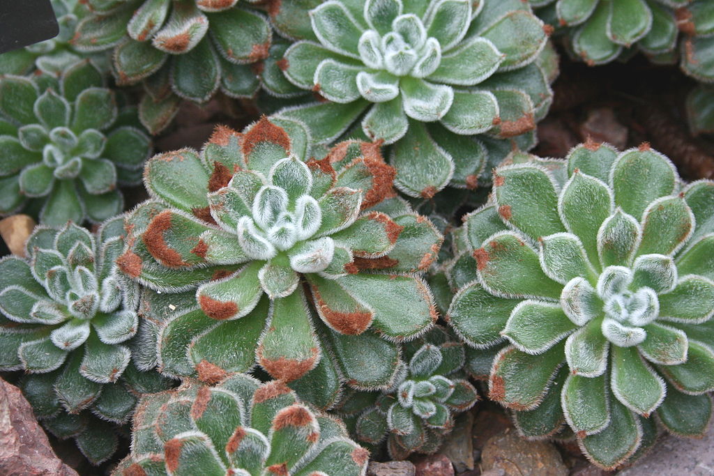 Echeveria Setosa Guia Completo Desta Suculenta