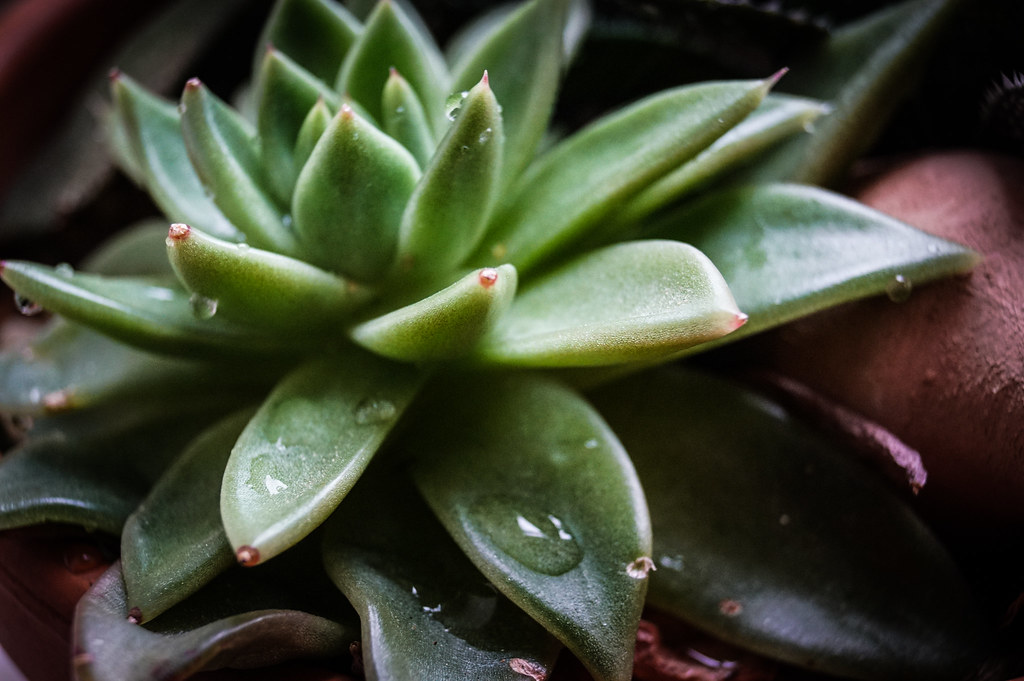 Echeveria Agavoides Um Guia Desta Suculenta