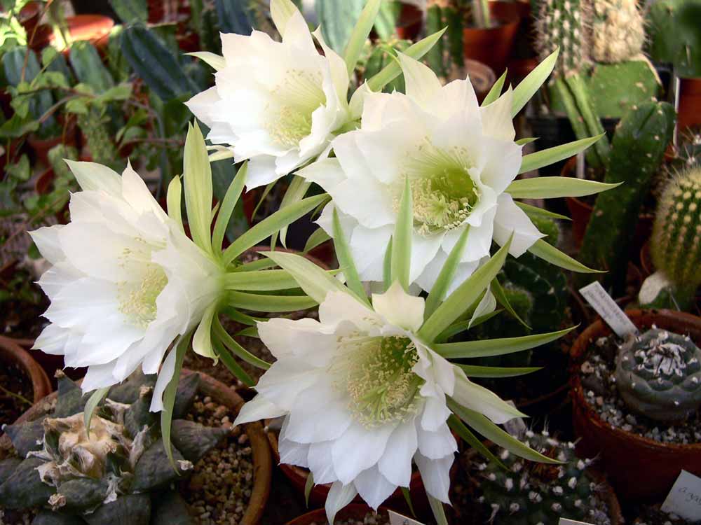 Echinopsis Subdenudata Um Guia Deste Cacto