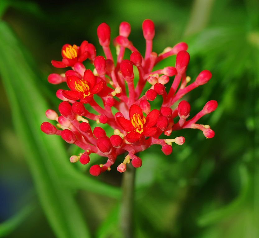 Flor de Coral Guia Completo Sobre Essa Suculenta