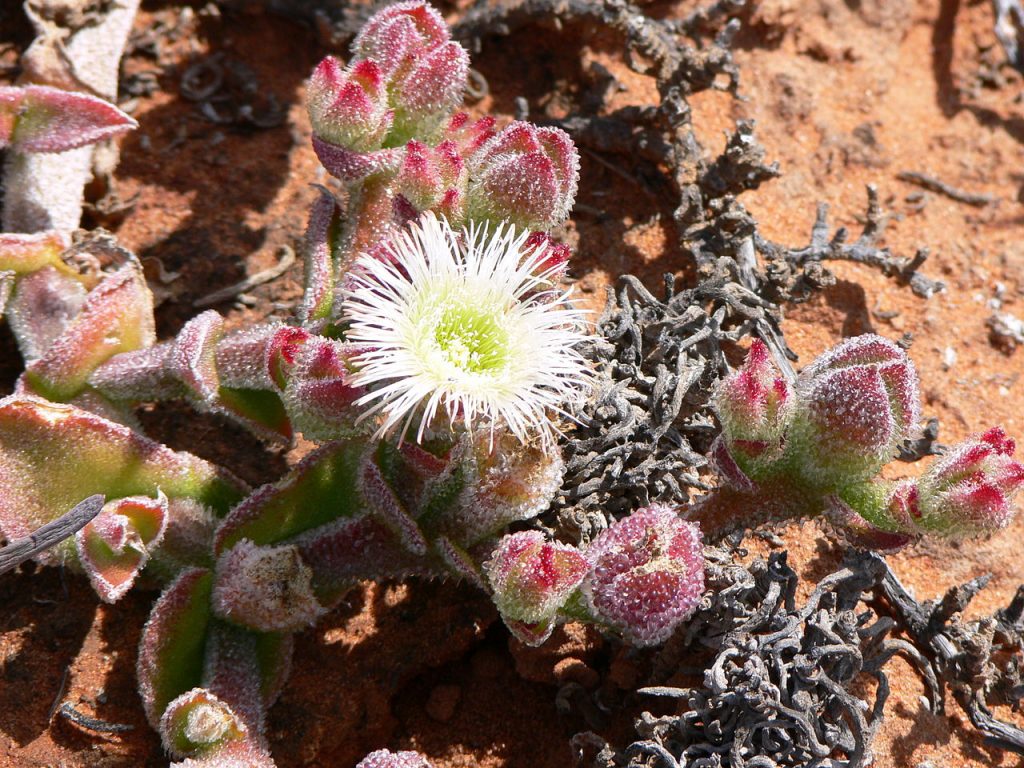 Flor de Gelo Saiba Tudo Sobre Essa Suculenta