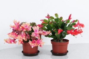 Flor de Maio Um Guia Completo Sobre Esse Cacto