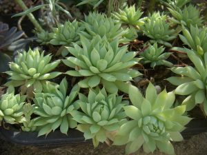 Graptopetalum Macdougallii Tudo Sobre a Planta