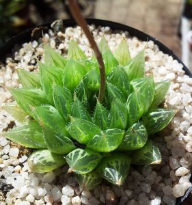 Haworthia Cooperi Guia Completo Desta Suculenta