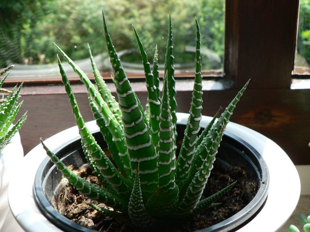 Haworthia Attenuata Um Guia Desta Suculenta