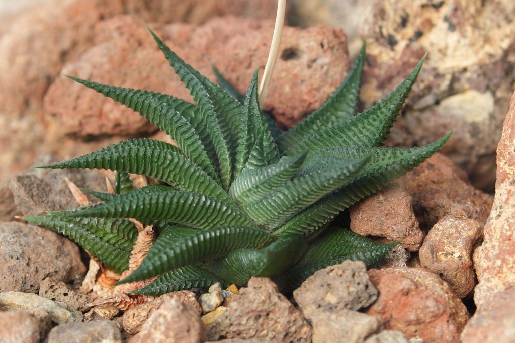 Haworthia Limifolia Tudo Sobre Essa Suculenta