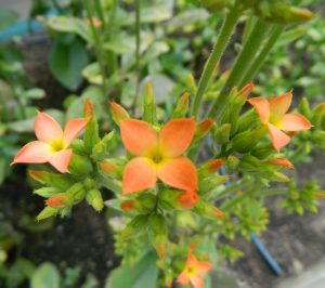 Kalanchoe Brasiliensis Tudo Sobre Essa Suculenta