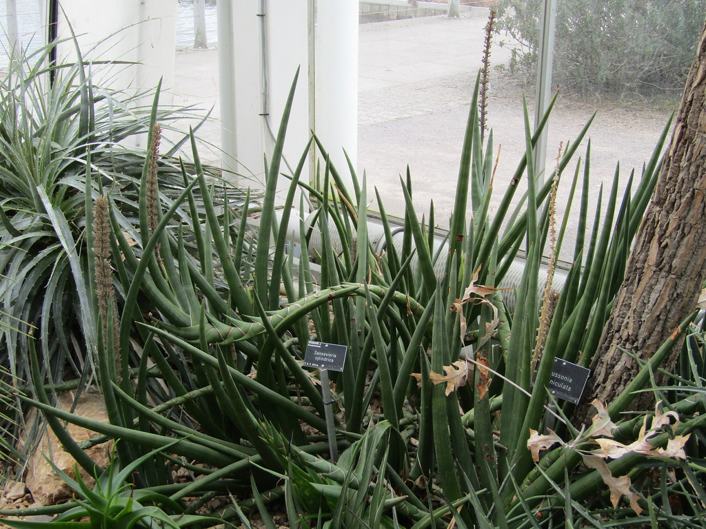 Lança de São Jorge Saiba Tudo Sobre Essa Planta