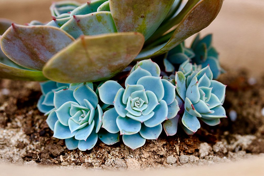 Espécies De Suculentas De Sombra