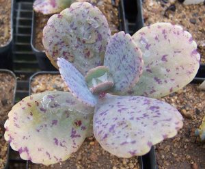Kalanchoe Marmorata Tudo Sobre Essa Suculenta