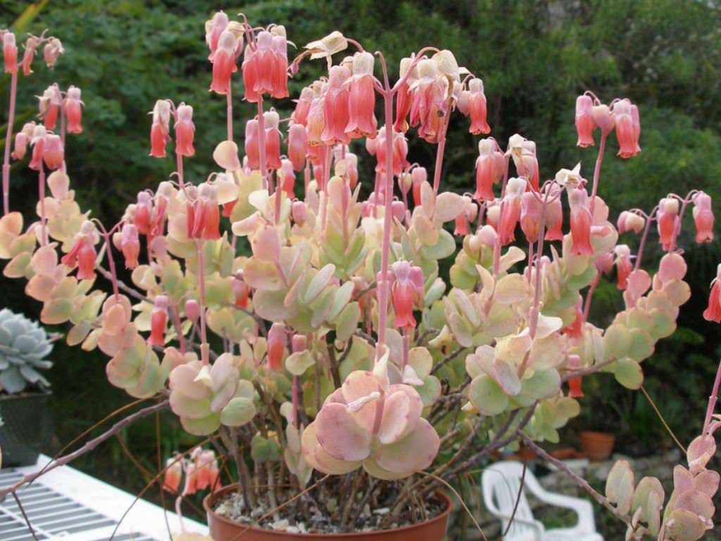 Kalanchoe Marnieriana Guia Completo Desta Planta