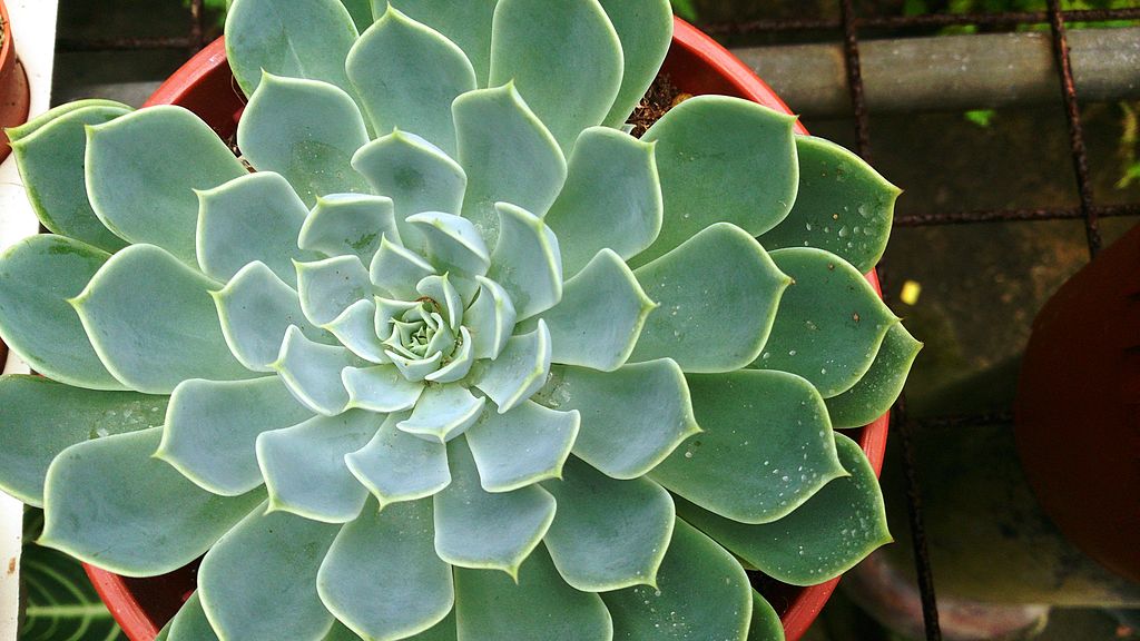 Echeveria Lilacina Guia Completo Desta Suculenta