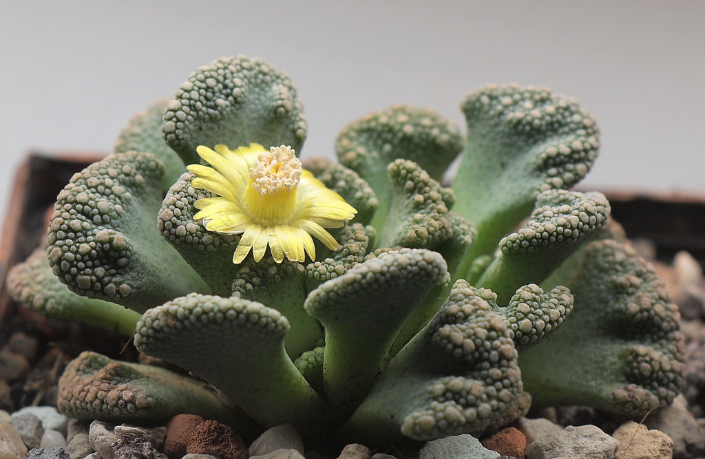 Titanopsis Calcarea Tudo Sobre Essa Suculenta