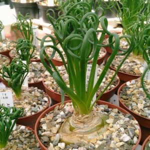 Albuca Spiralis Guia Completo Desta Suculenta