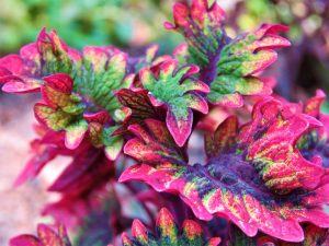 Coleus Saiba Tudo Sobre Essa Linda Planta