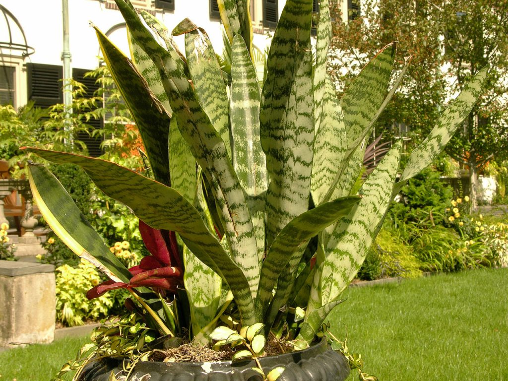 Sansevieria Trifasciata Tudo Sobre Essa Planta