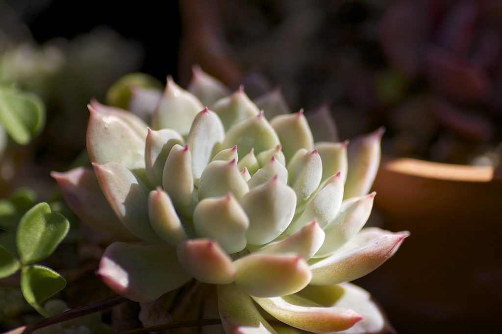 Echeveria Prolifica Tudo Sobre Essa Suculenta