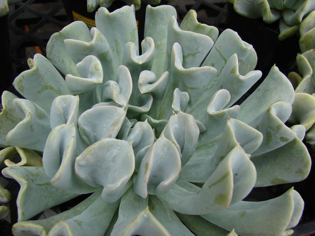 Echeveria Runyonii Tudo Sobre Essa Suculenta