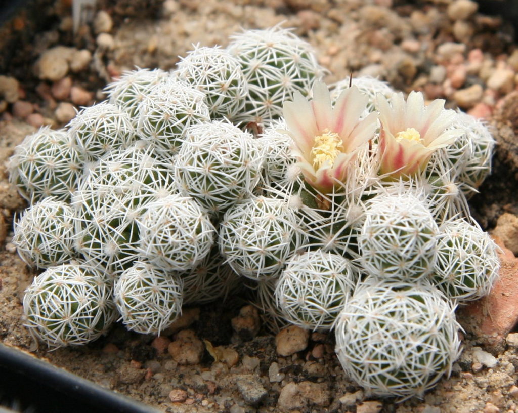 Mammillaria Gracilis: Guia Completo Deste Cacto