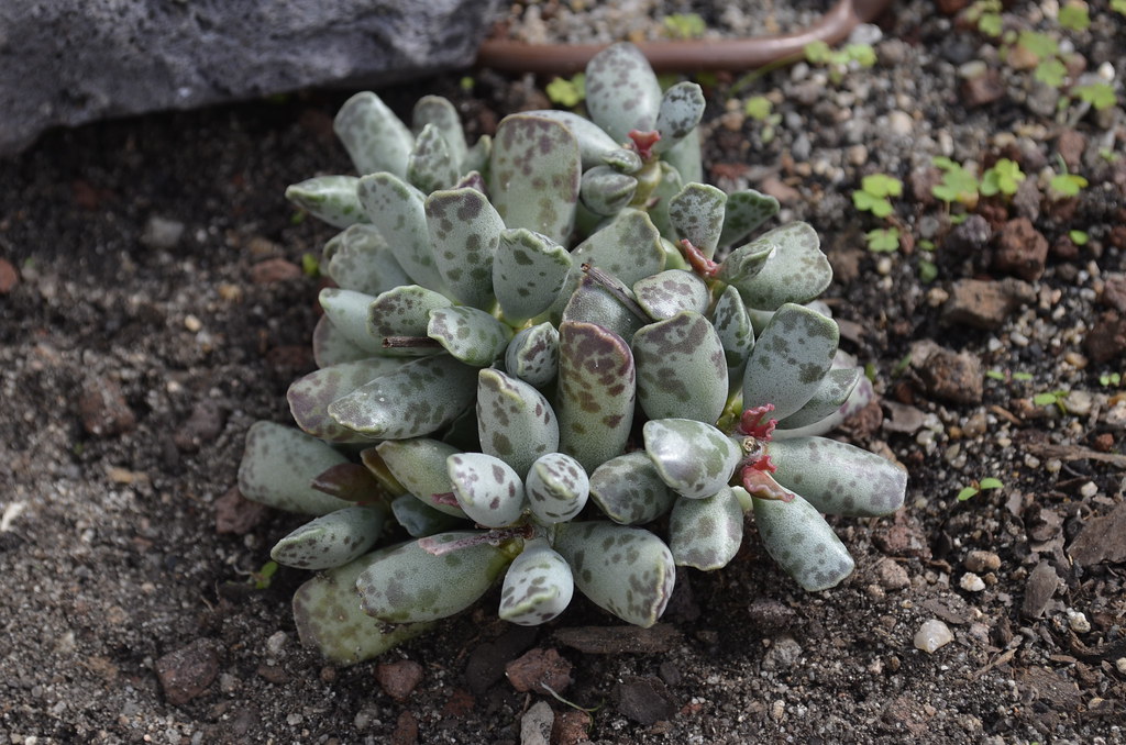 Adromischus Cooperi Tudo Sobre Essa Suculenta