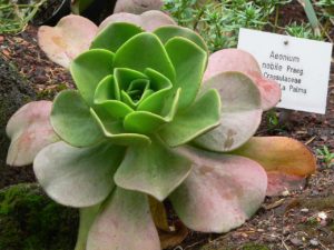 Aeonium Nobile Guia Completo Desta Suculenta